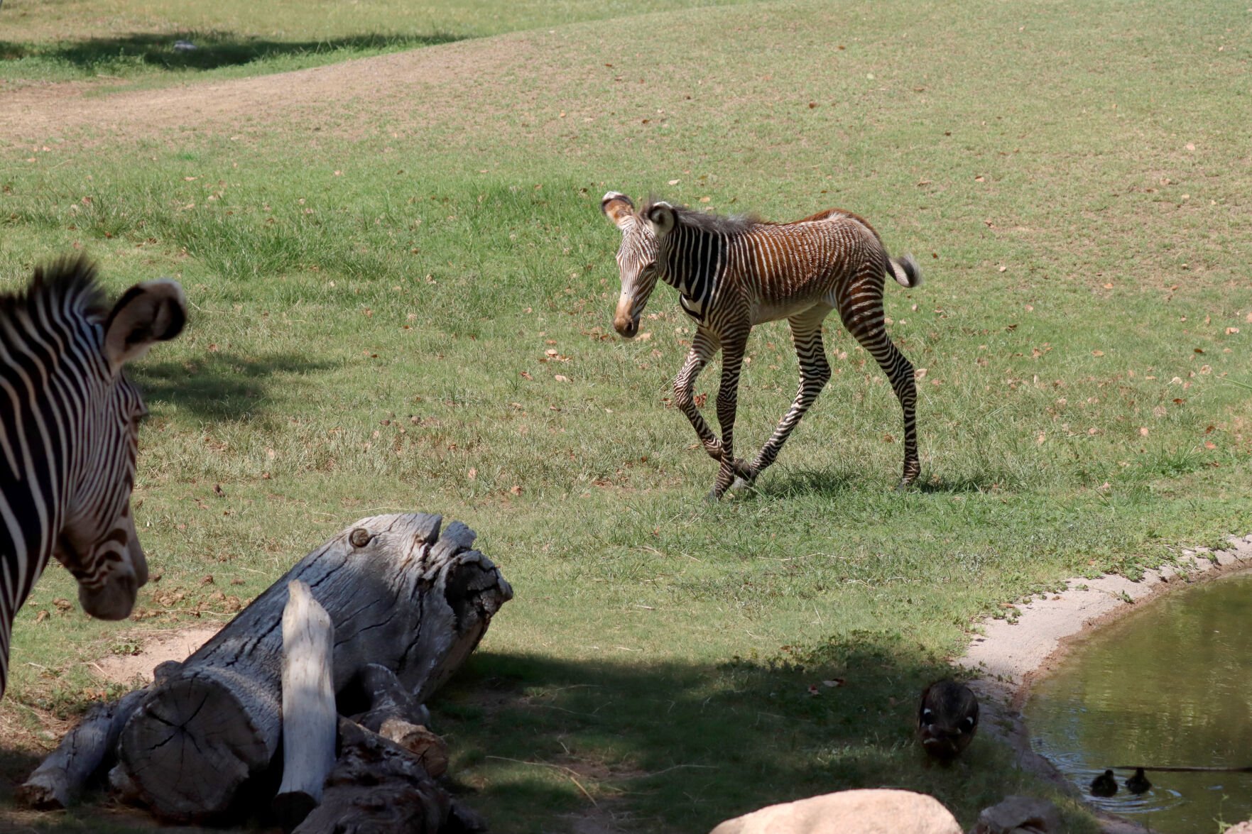 ÃÛèÖÖ±²¥ zoo welcomes baby zebra